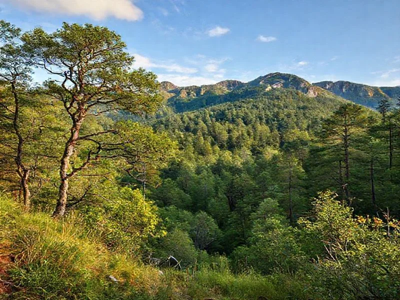 Swirling riverbed patterns